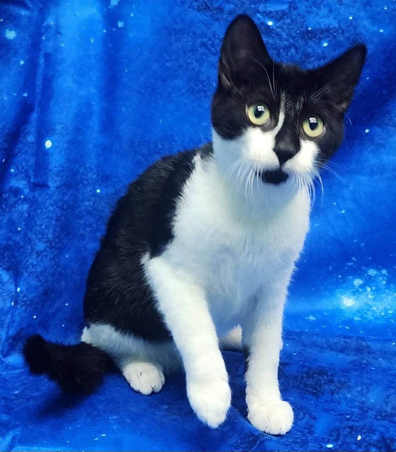 Enlarge 260370 Jasper, a Adopted Domestic Short Hair in Wetumpka, AL image 3/3