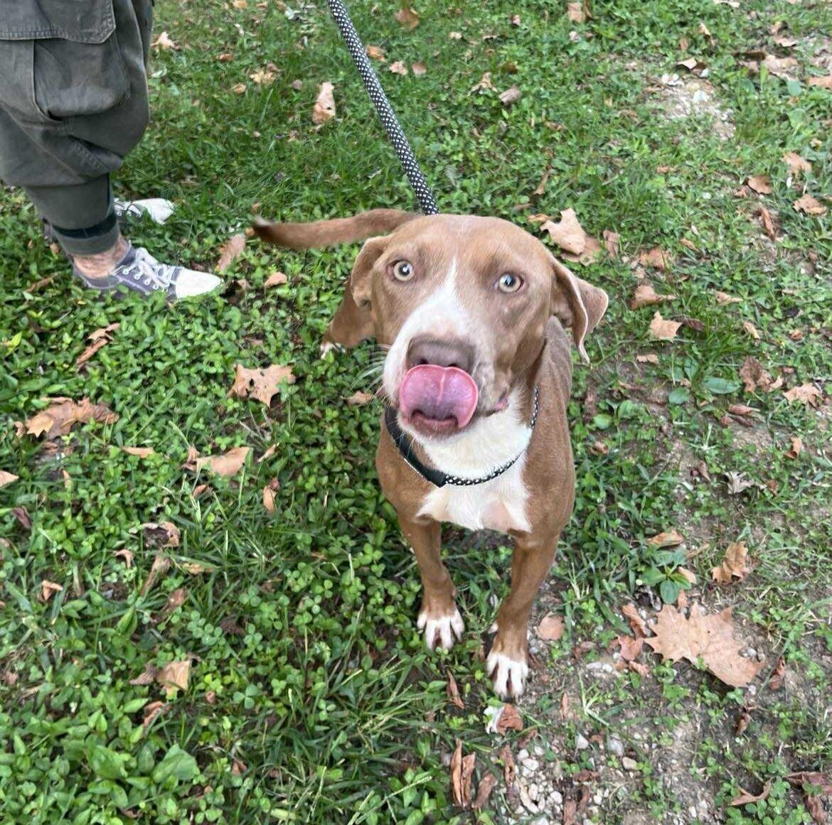 Valerie, a Adoptable mixed breed in Nashville, TN image 3/5