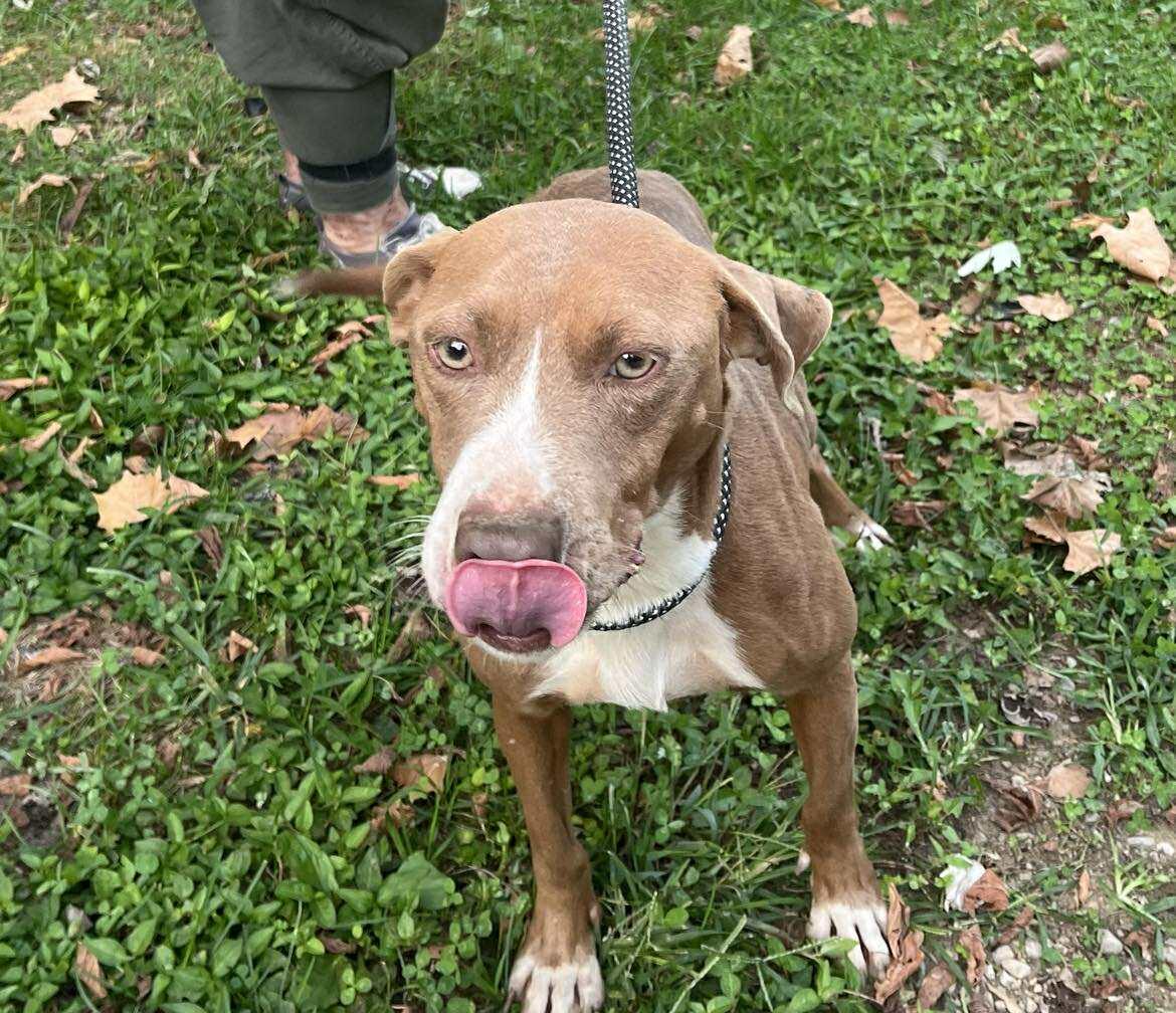 Valerie, a Adoptable mixed breed in Nashville, TN image 4/5