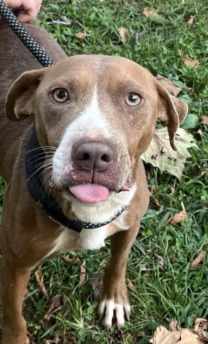Valerie, a Adoptable mixed breed in Nashville, TN image 2/5