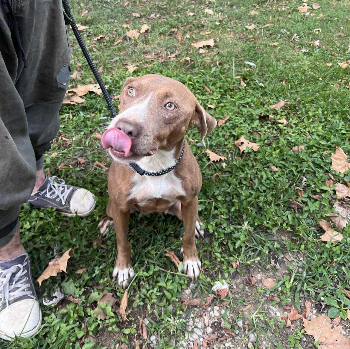 Valerie, a Adoptable mixed breed in Nashville, TN image 5/5