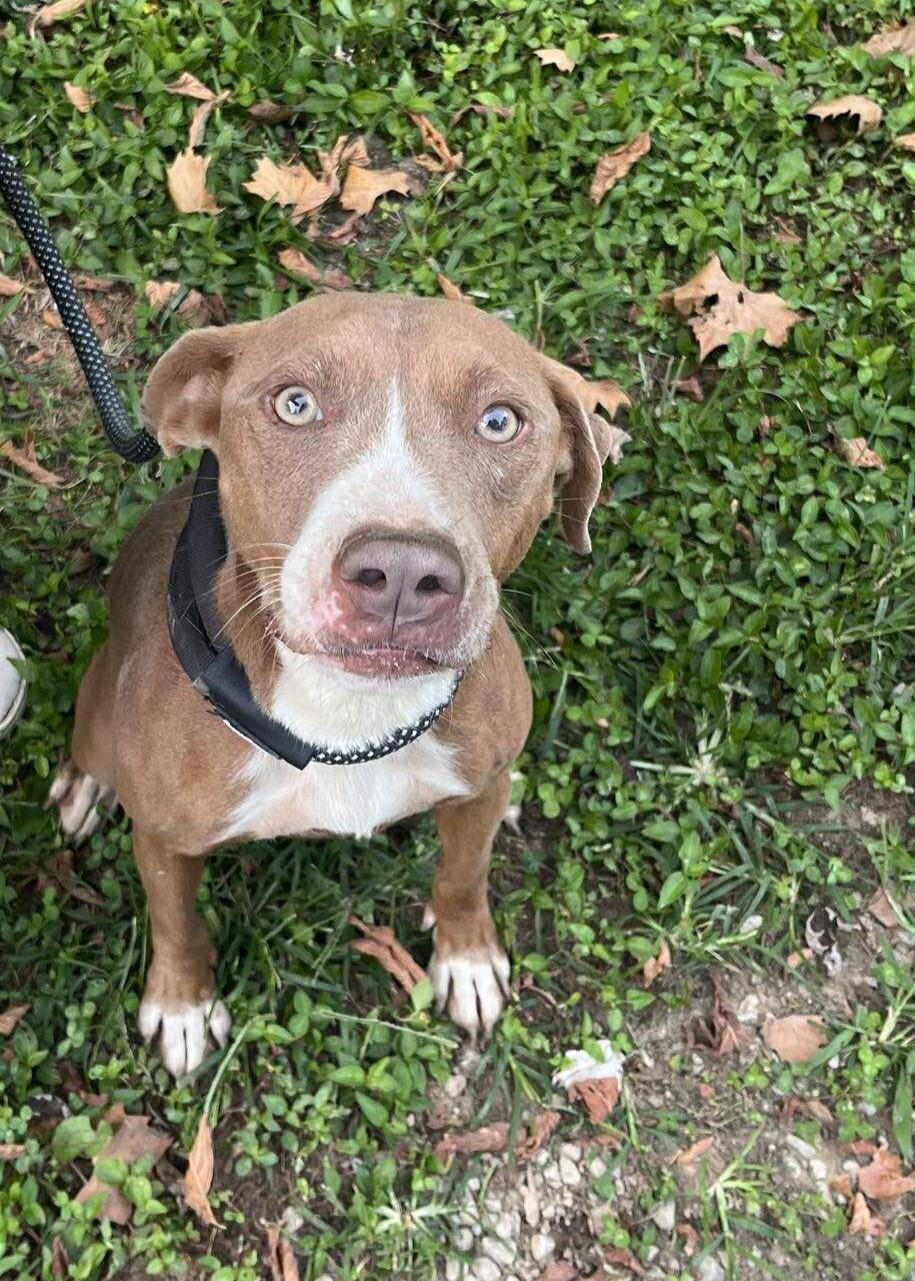 Valerie, a Adoptable mixed breed in Nashville, TN image 1/5