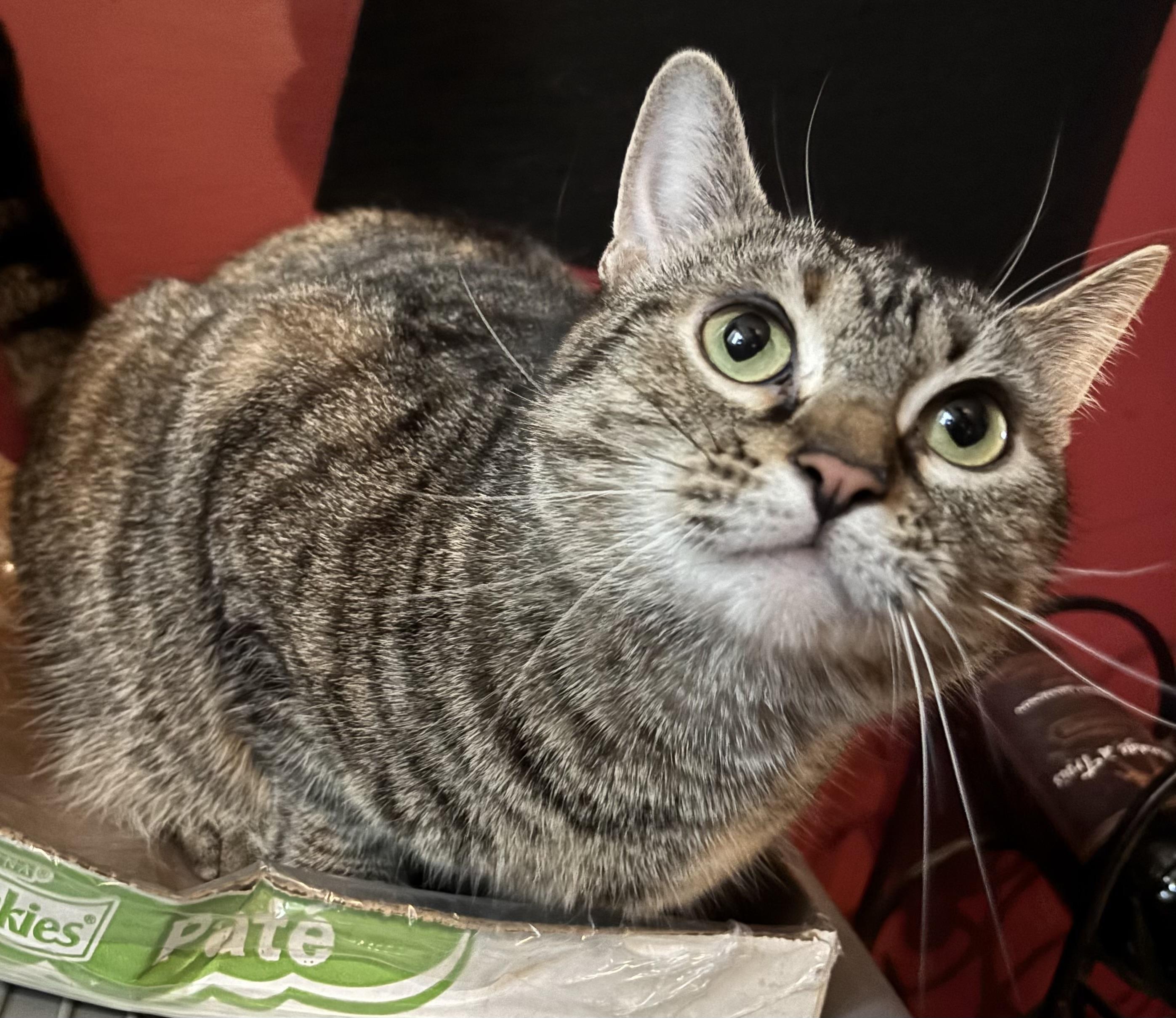 Cecilia, Young Female Domestic Short Hair