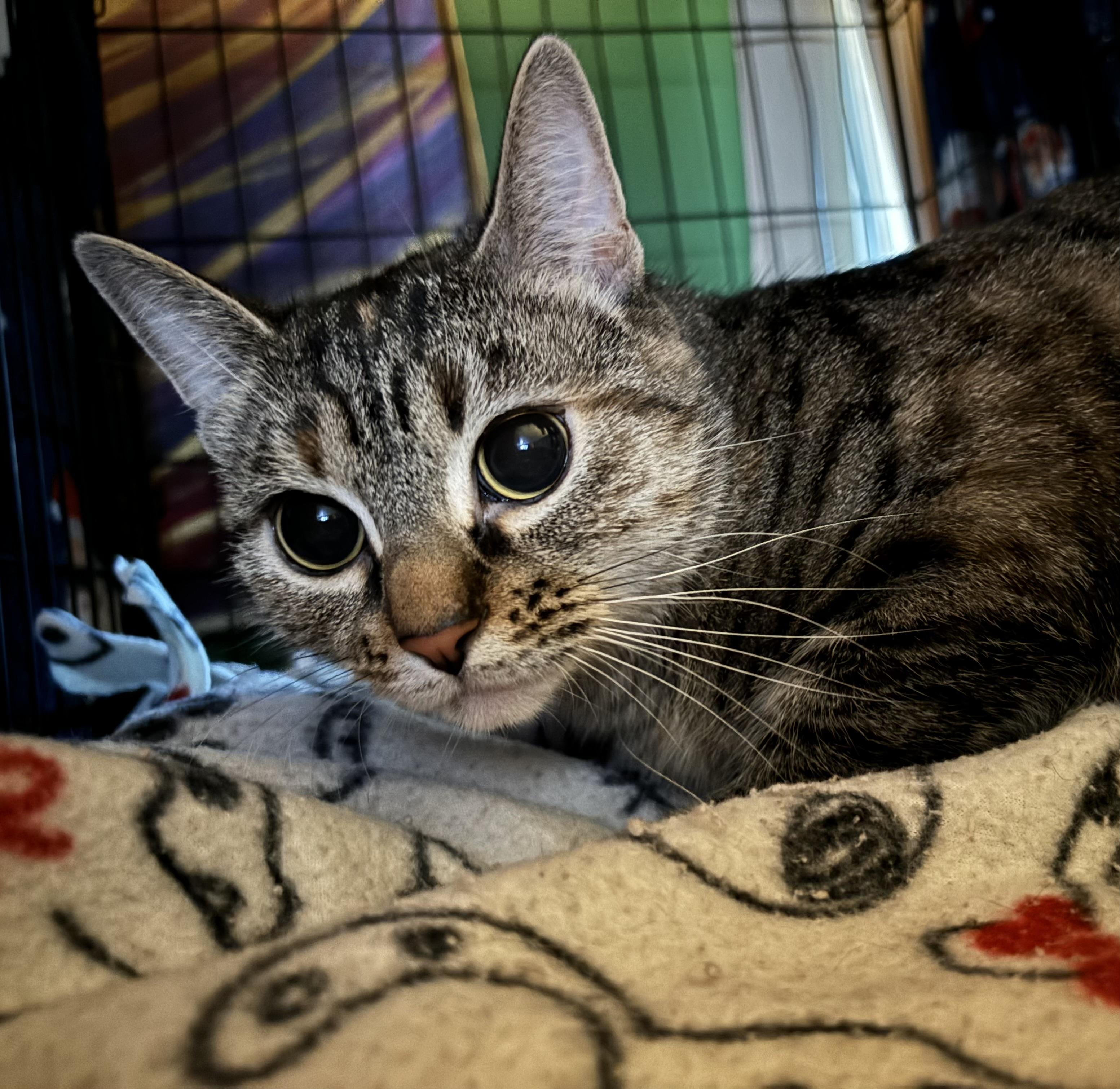 Cecilia photo 2