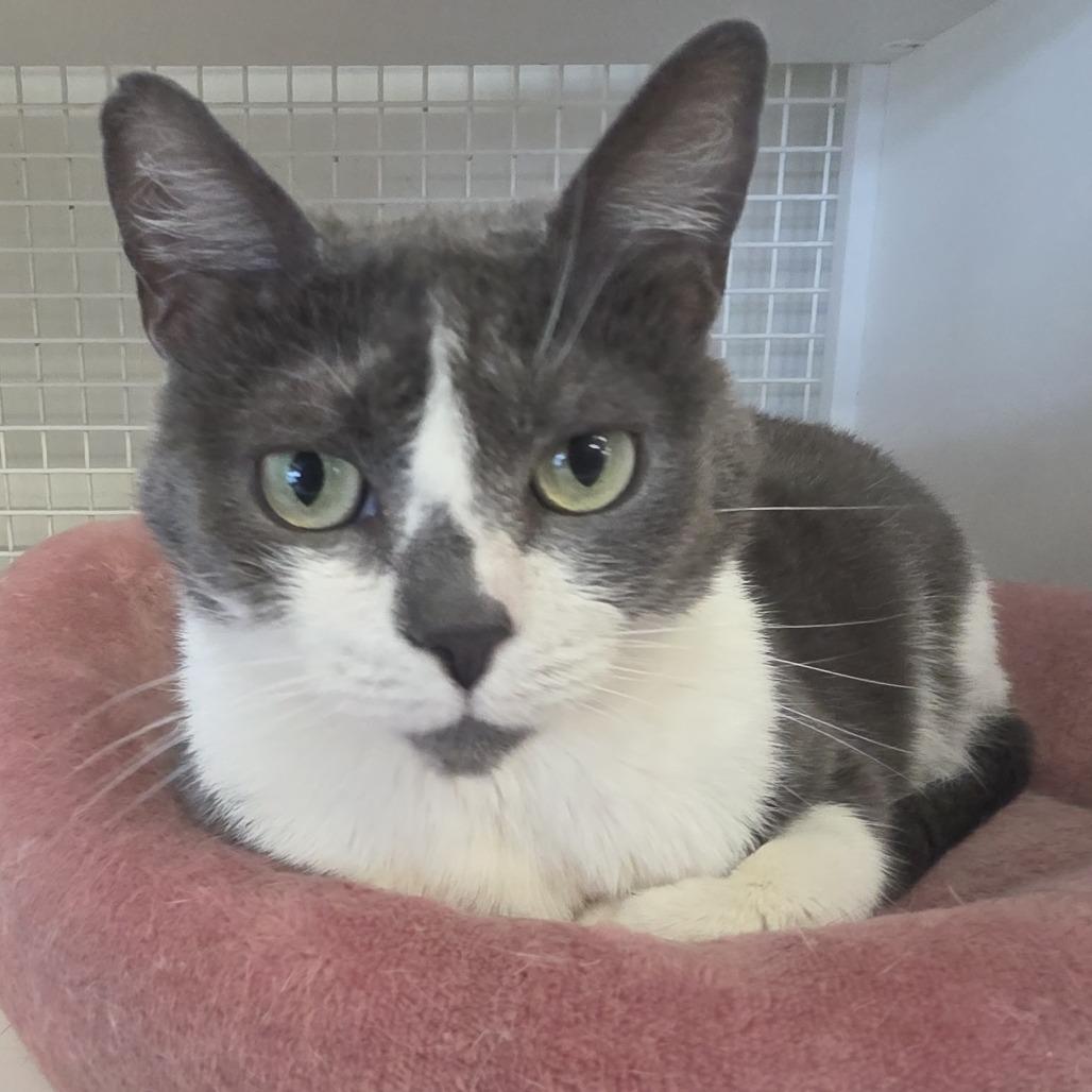 Grey, Adoptable, Adult Female Domestic Short Hair.