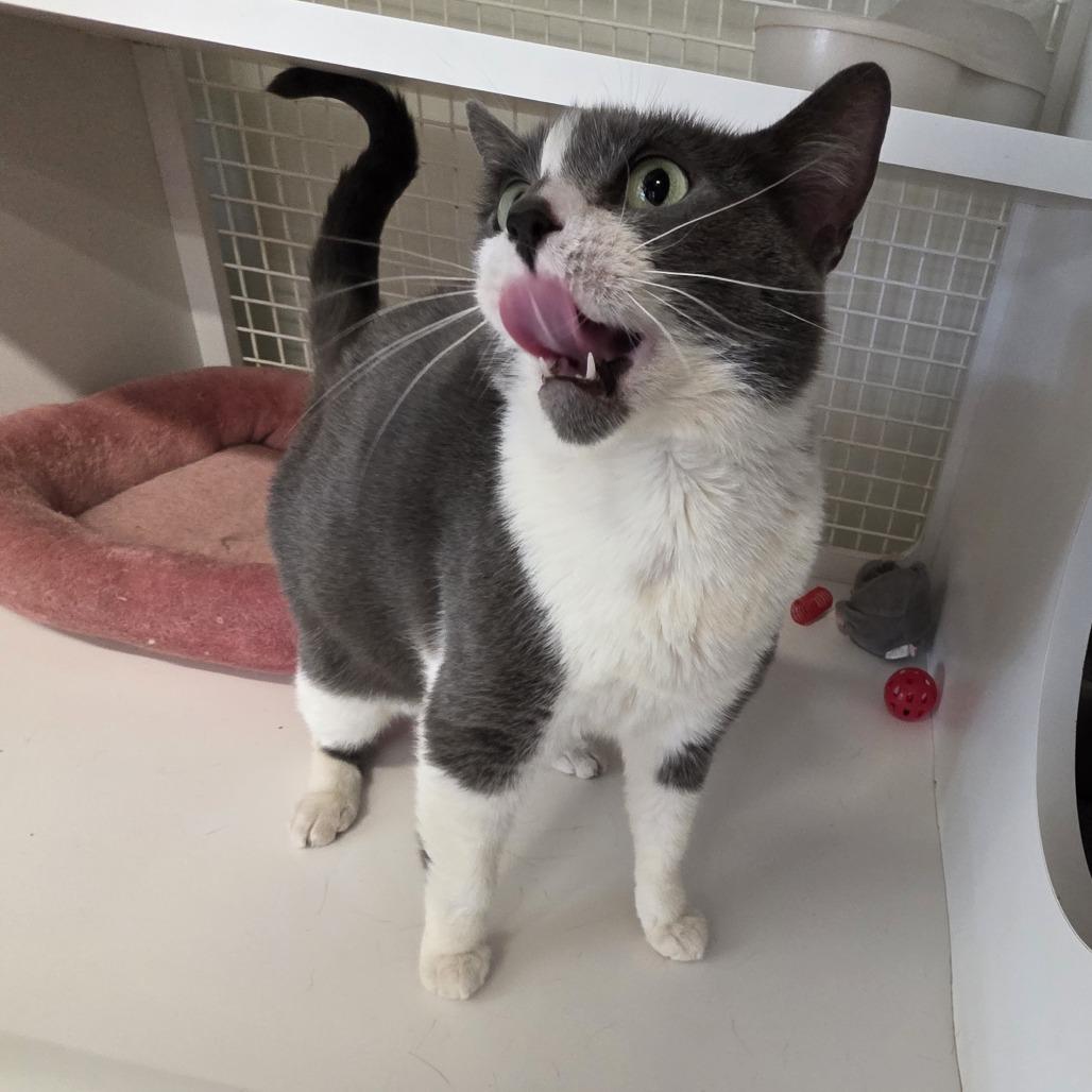 Enlarge Grey, a Adoptable Domestic Short Hair in Kinston, NC image 3/6