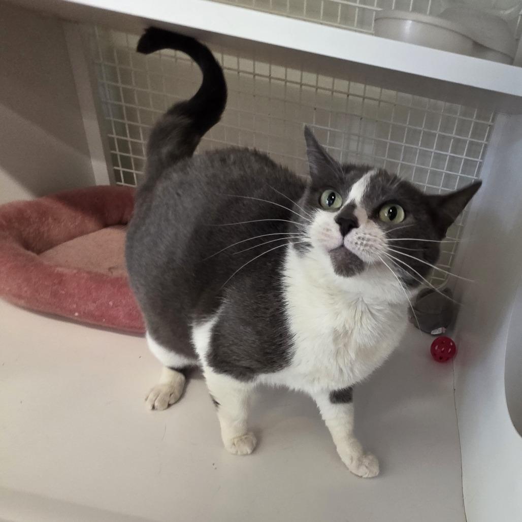 Enlarge Grey, a Adoptable Domestic Short Hair in Kinston, NC image 2/6