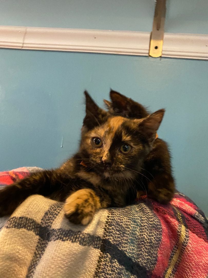 Enlarge Brookie, a Adopted Tortoiseshell in Ridgewood, NY image 1/1