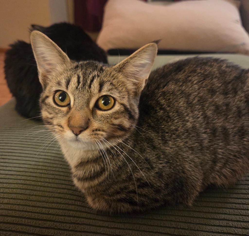 Hubbub, a Adoptable mixed breed in Minneapolis, MN image 1/3