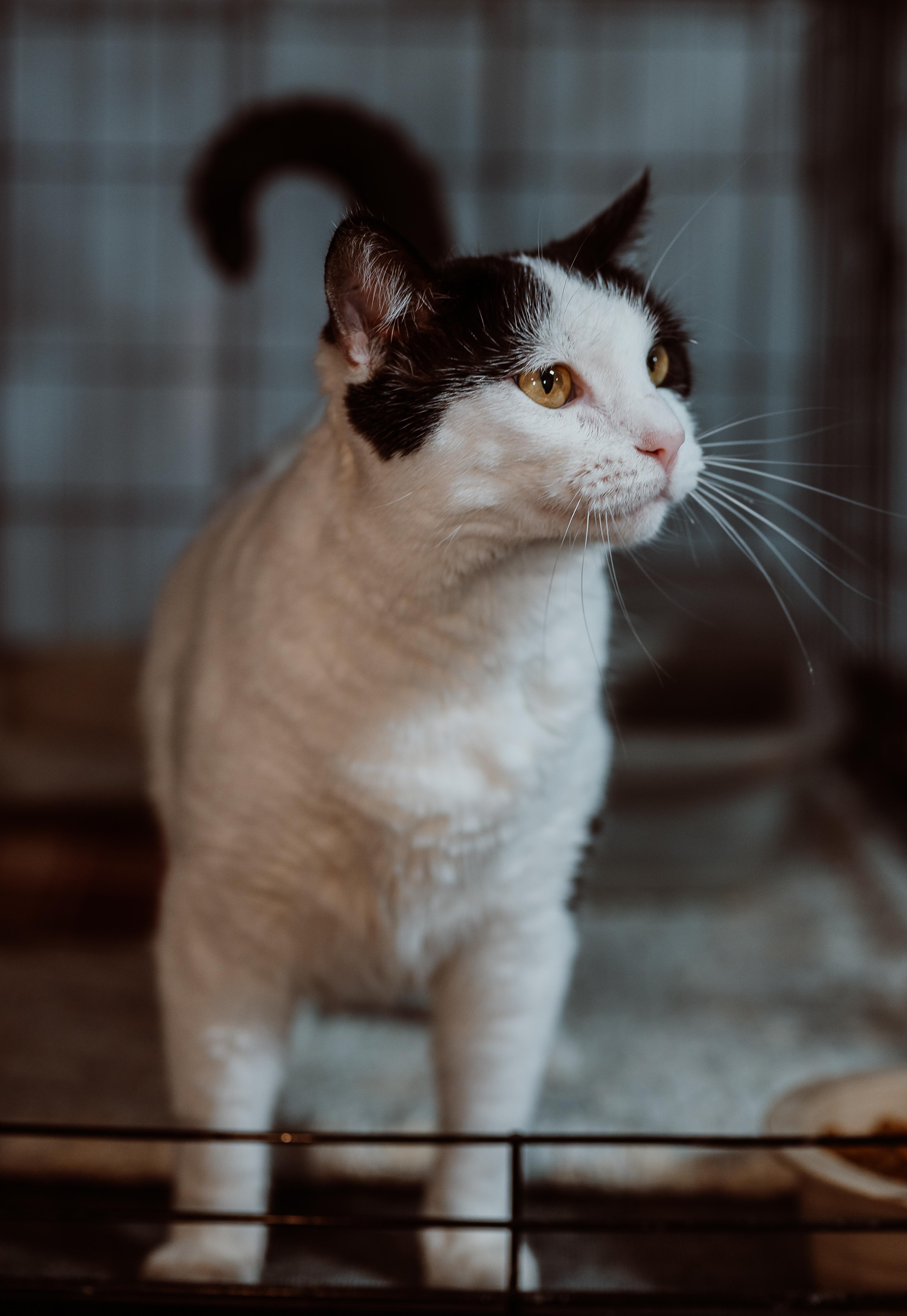 Enlarge Ivory, a ADOPTABLE Domestic Short Hair in Le Mars, IA image 1/2