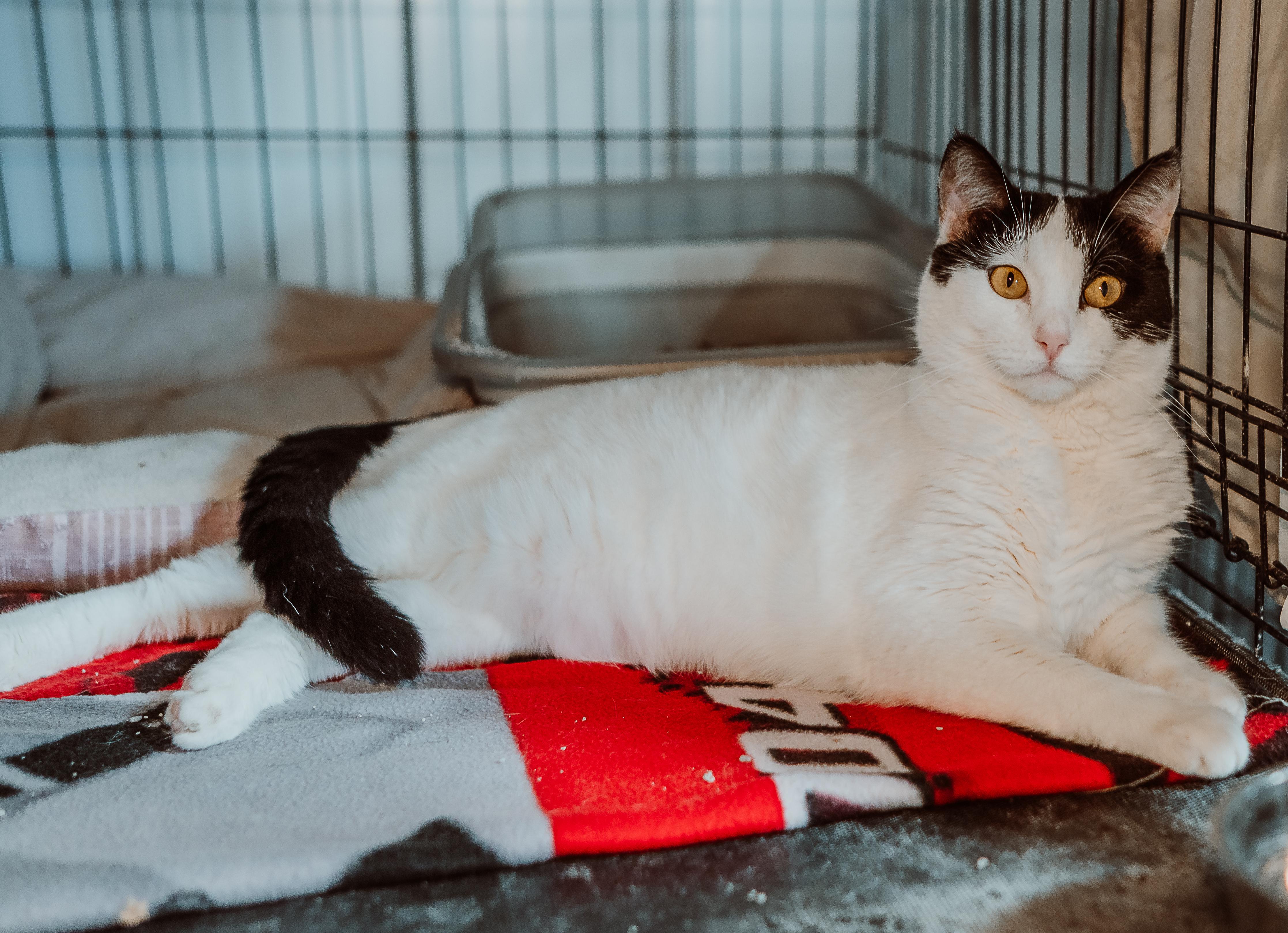 Enlarge Ivory, a ADOPTABLE Domestic Short Hair in Le Mars, IA image 2/2