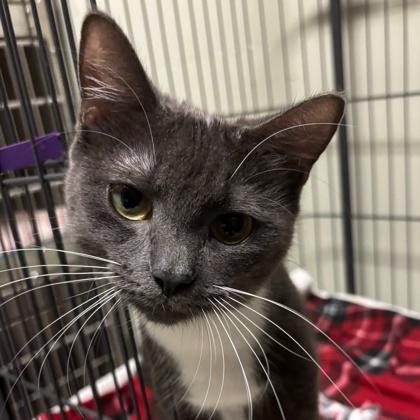 Enlarge Melody, a Adoptable mixed breed in Lawrenceville, GA image 2/3
