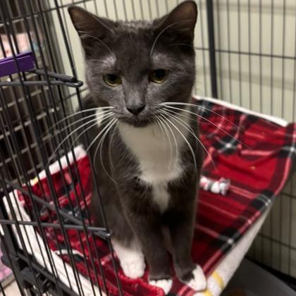 Enlarge Melody, a Adoptable mixed breed in Lawrenceville, GA image 3/3
