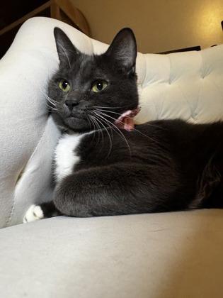 Enlarge Melody, a Adoptable mixed breed in Lawrenceville, GA image 2/3