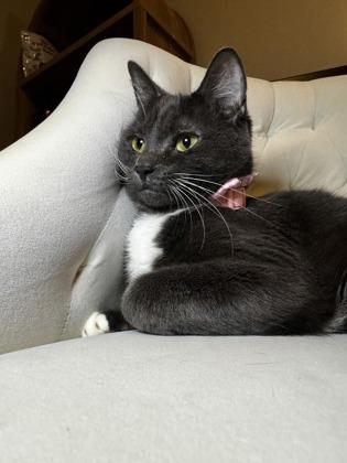 Enlarge Melody, a Adoptable mixed breed in Lawrenceville, GA image 3/3