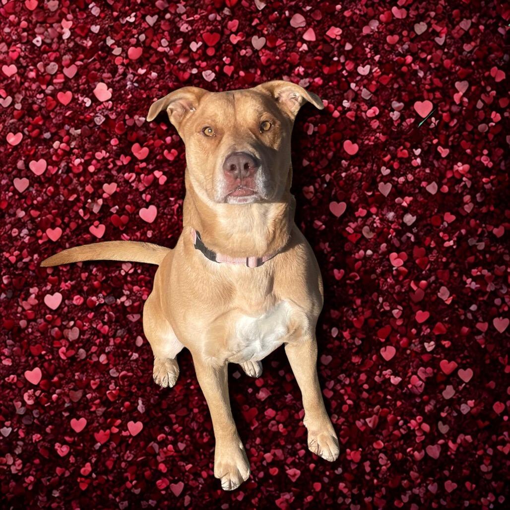 Remington, Adoptable, Adult Male Pit Bull Terrier.