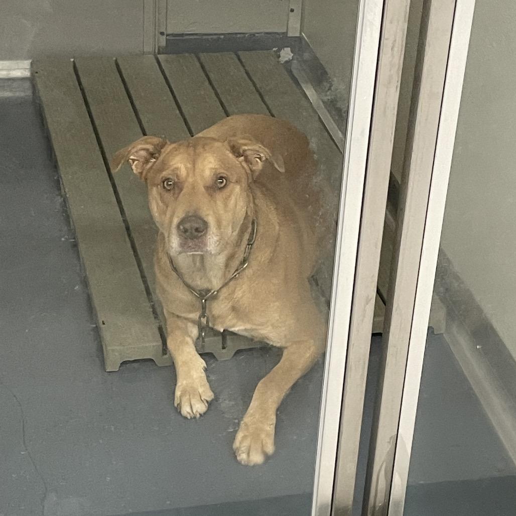 Enlarge Remington, a Adoptable mixed breed in Galax, VA image 4/4