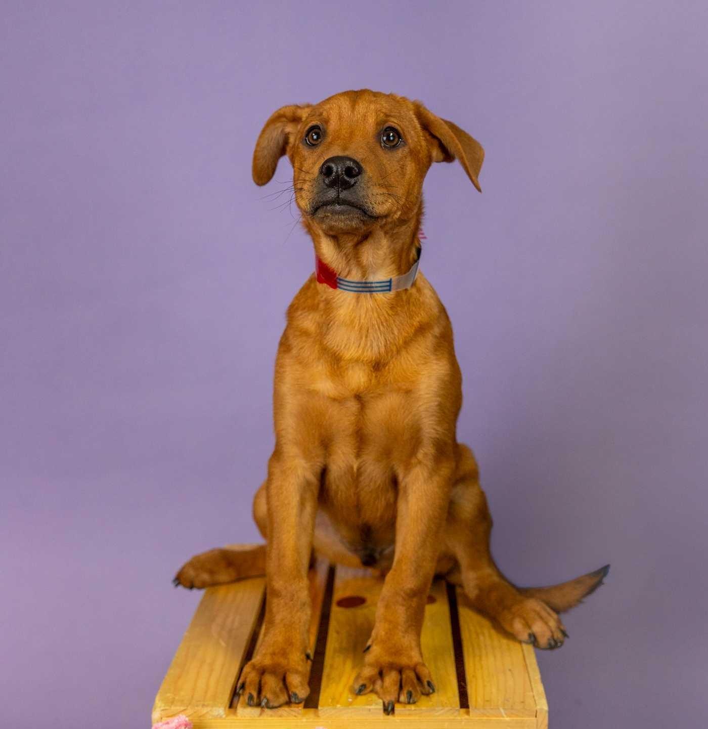 158-26, ADOPTABLE, Young Male Shepherd.