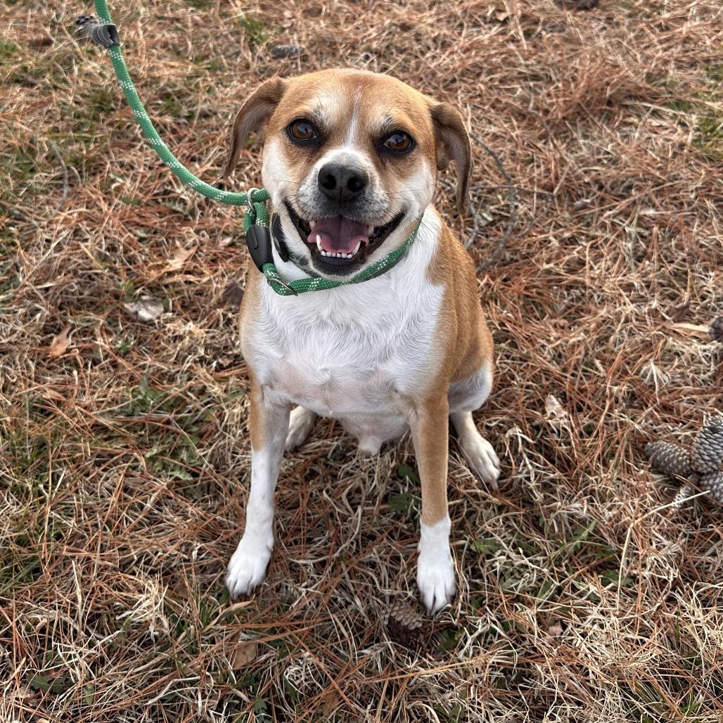 Perciville P. Uggle, Adoptable, Adult Male Mixed Breed & Mixed Breed.