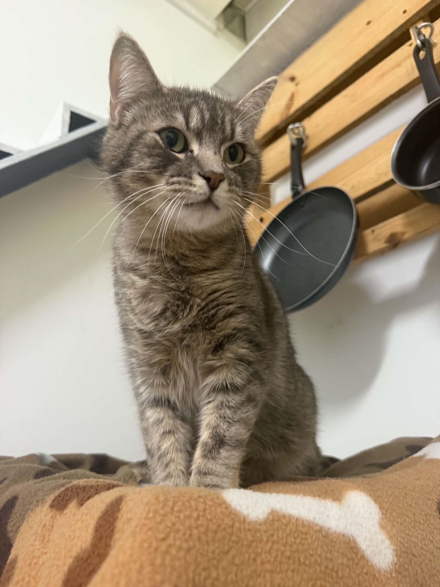 Roscoe, adopted, Young Male Domestic Short Hair.