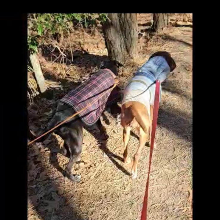 Enlarge Hutch, a ADOPTABLE Mixed Breed in Sandwich, MA image 6/6