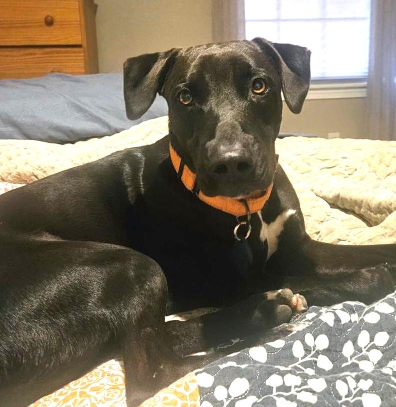 Enlarge Hutch, a ADOPTABLE Mixed Breed in Sandwich, MA image 2/6