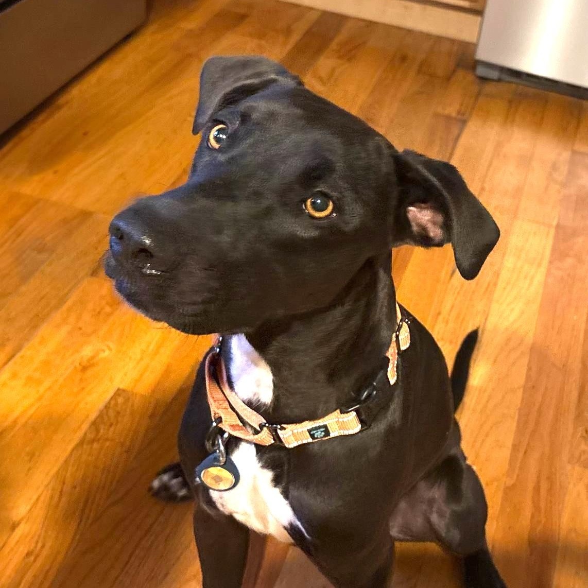 Hutch, ADOPTABLE, Young Male Mixed Breed.