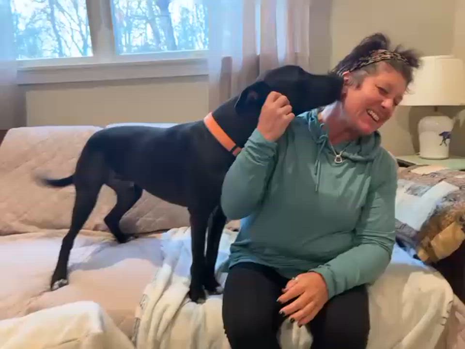 Enlarge Hutch, a ADOPTABLE Mixed Breed in Sandwich, MA video 3/6