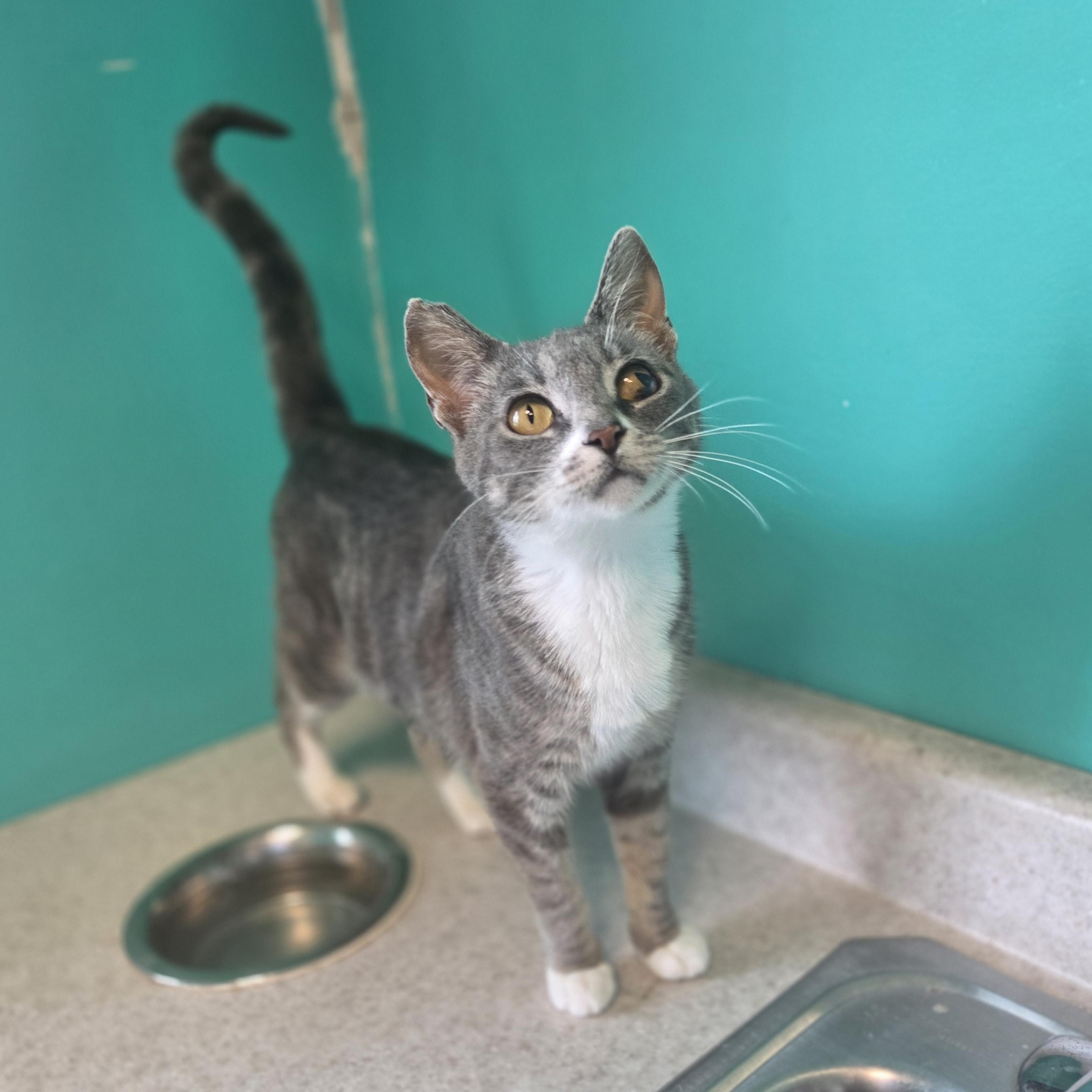 Rainbow Brite, a ADOPTABLE Domestic Short Hair in Brookings, SD image 1/2