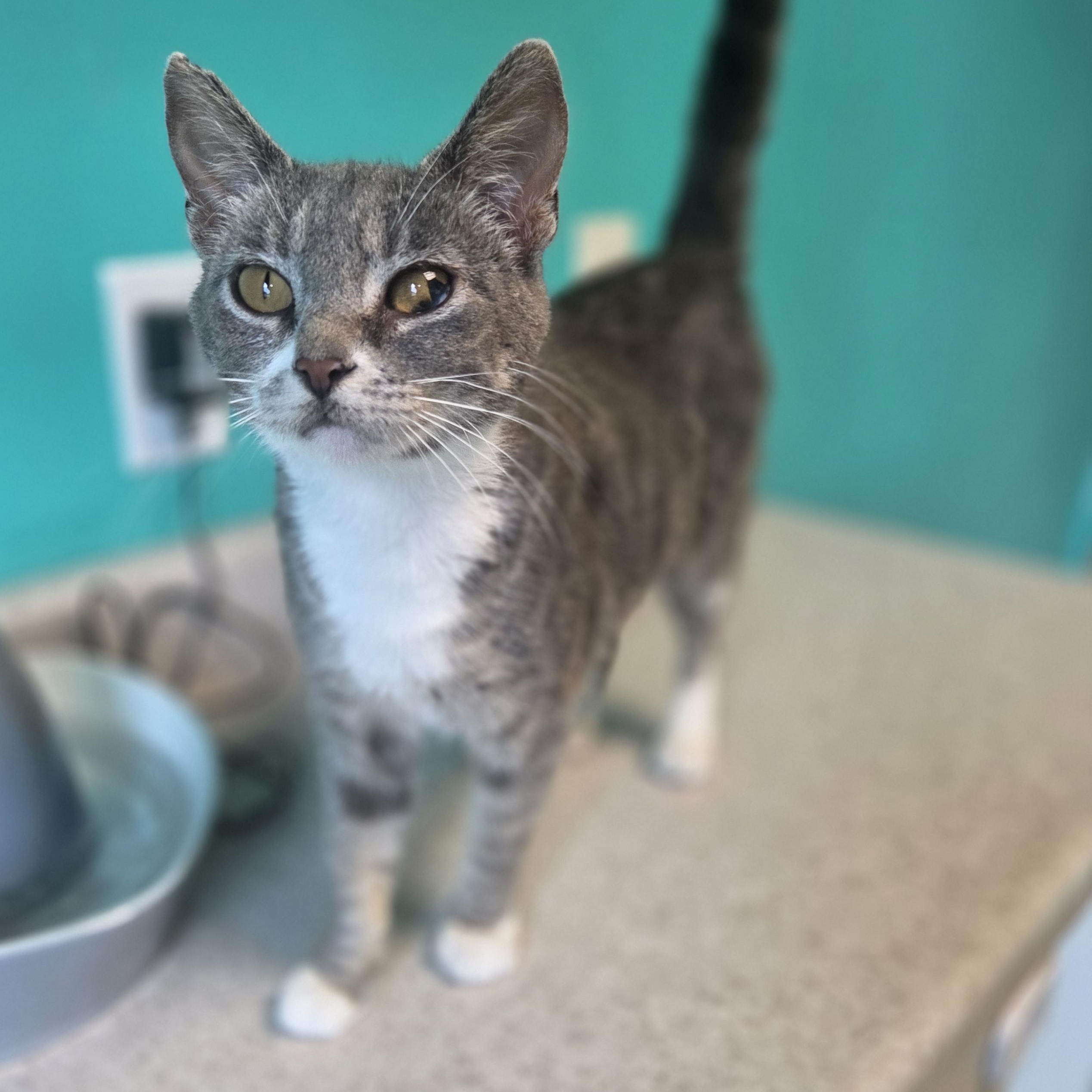 Rainbow Brite, a ADOPTABLE Domestic Short Hair in Brookings, SD image 2/2