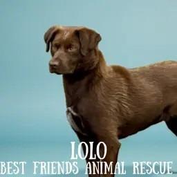 Lolo, Adoptable, Adult Female Chesapeake Bay Retriever.