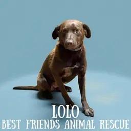 Enlarge Lolo, a Adoptable Chesapeake Bay Retriever in Wasilla, AK image 2/3