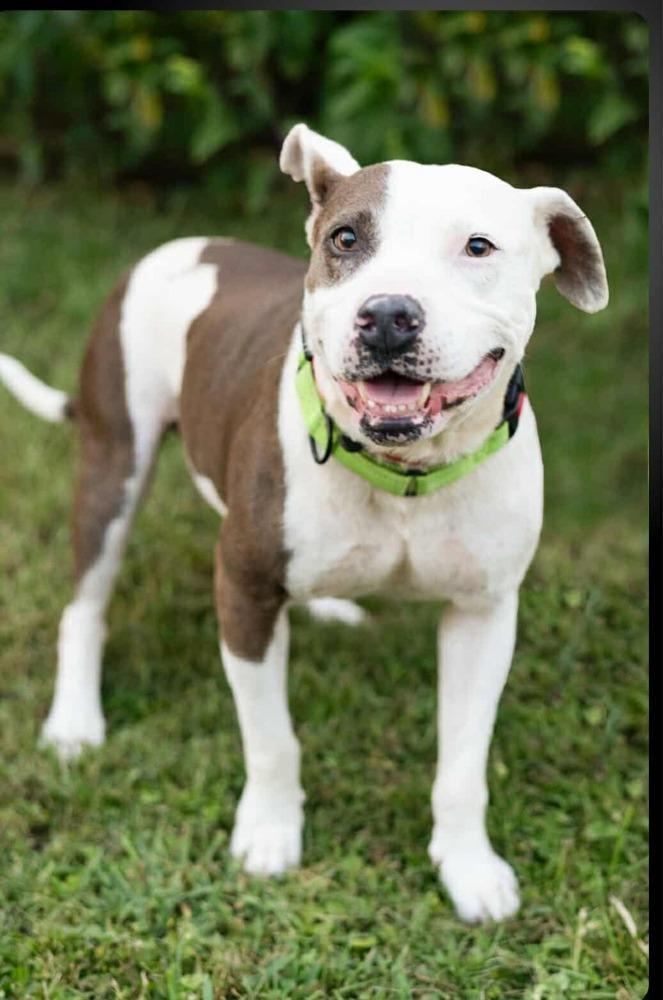 Allie, a Adoptable mixed breed in Commerce City, CO image 2/6