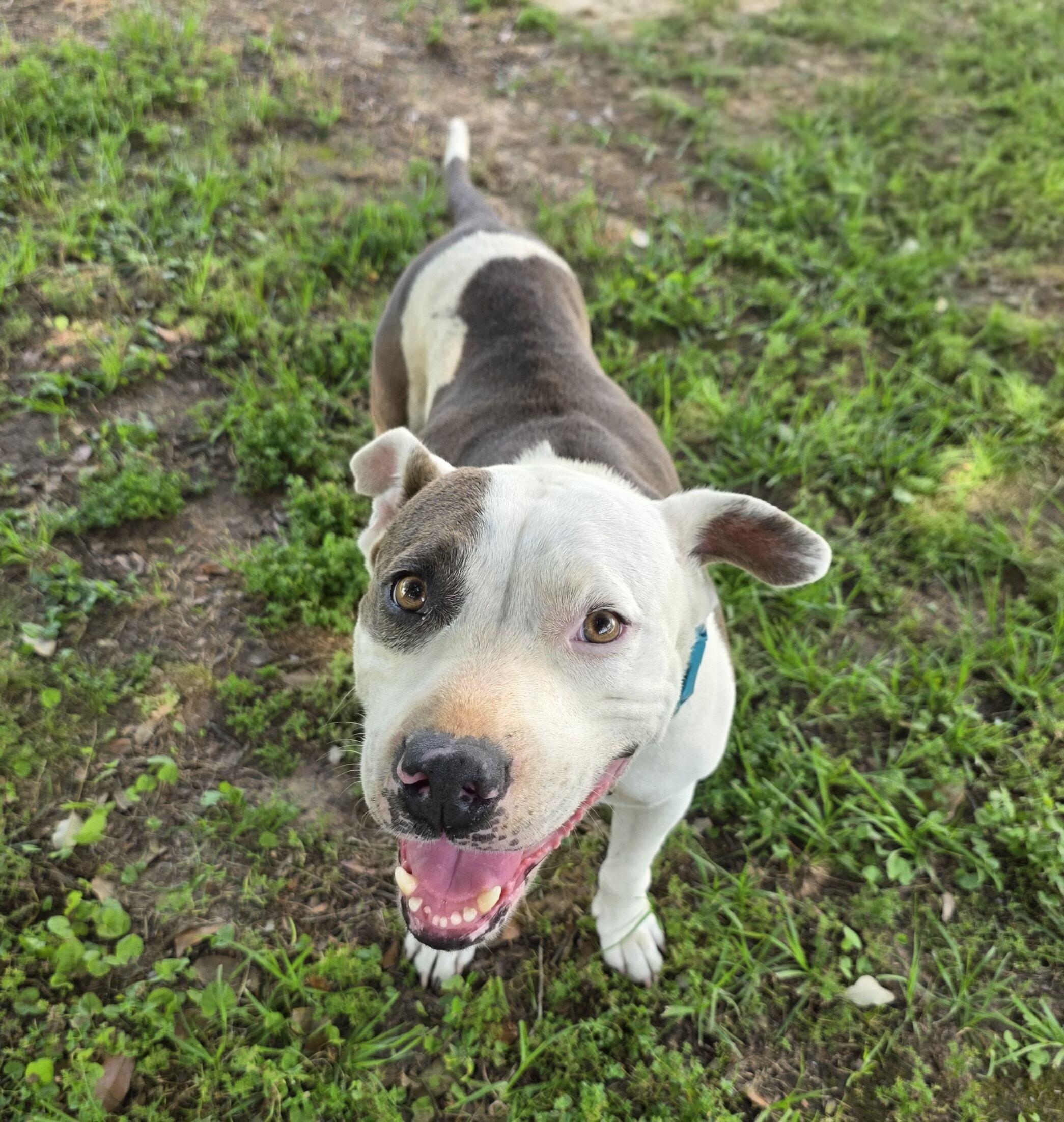 Allie, a Adoptable mixed breed in Commerce City, CO image 4/6