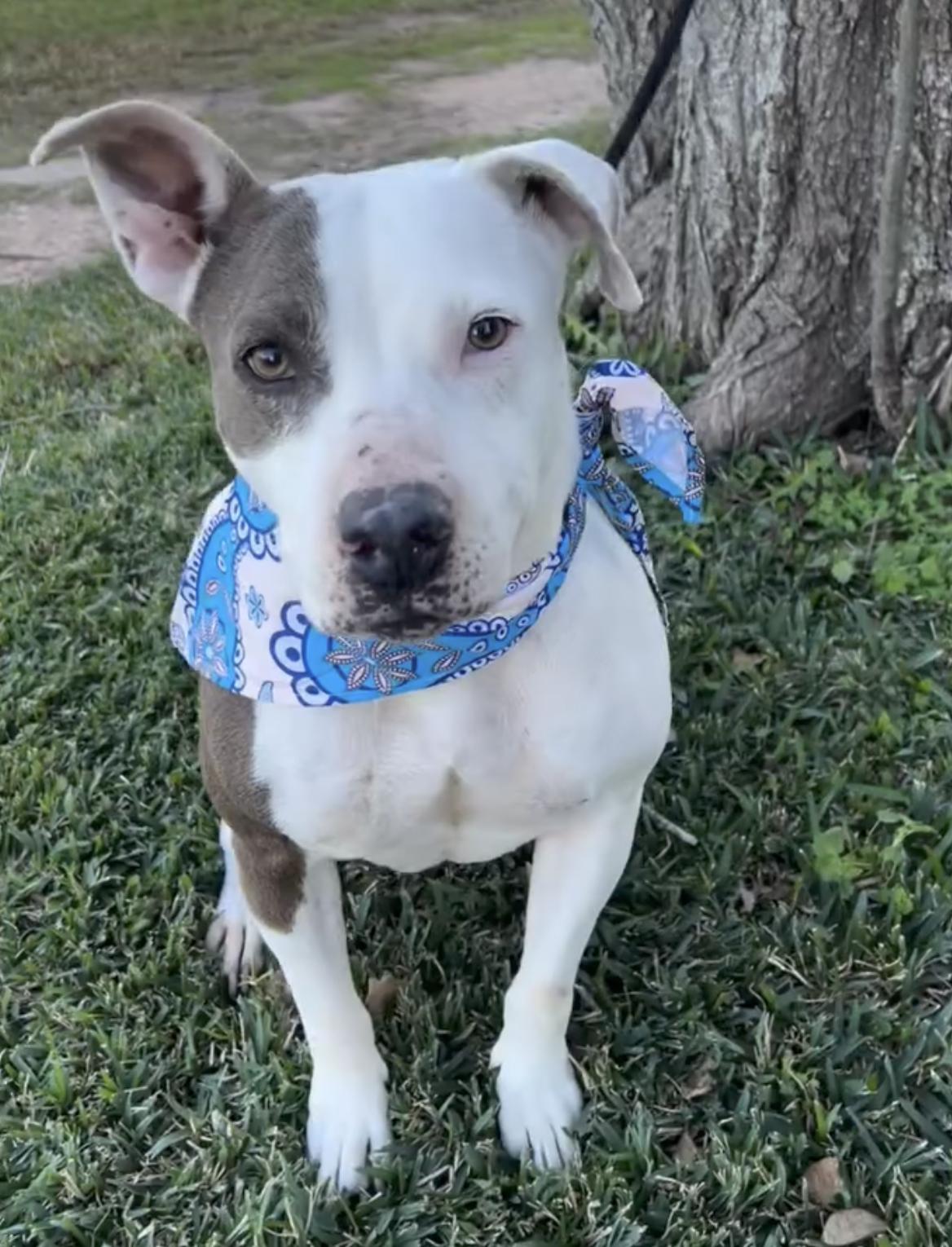 Allie, Adoptable, Adult Female Pit Bull Terrier.