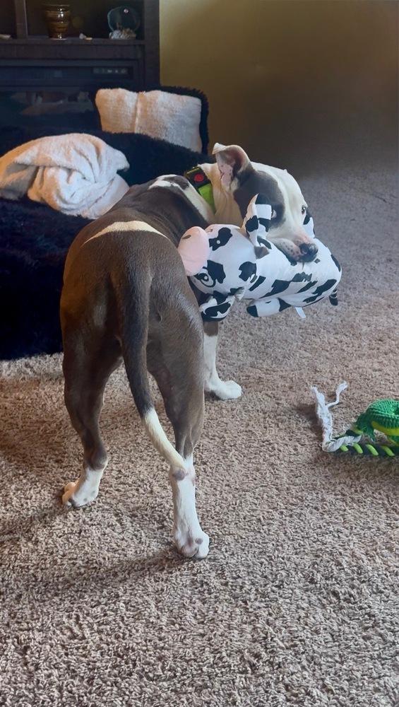Allie, a Adoptable mixed breed in Commerce City, CO image 6/6
