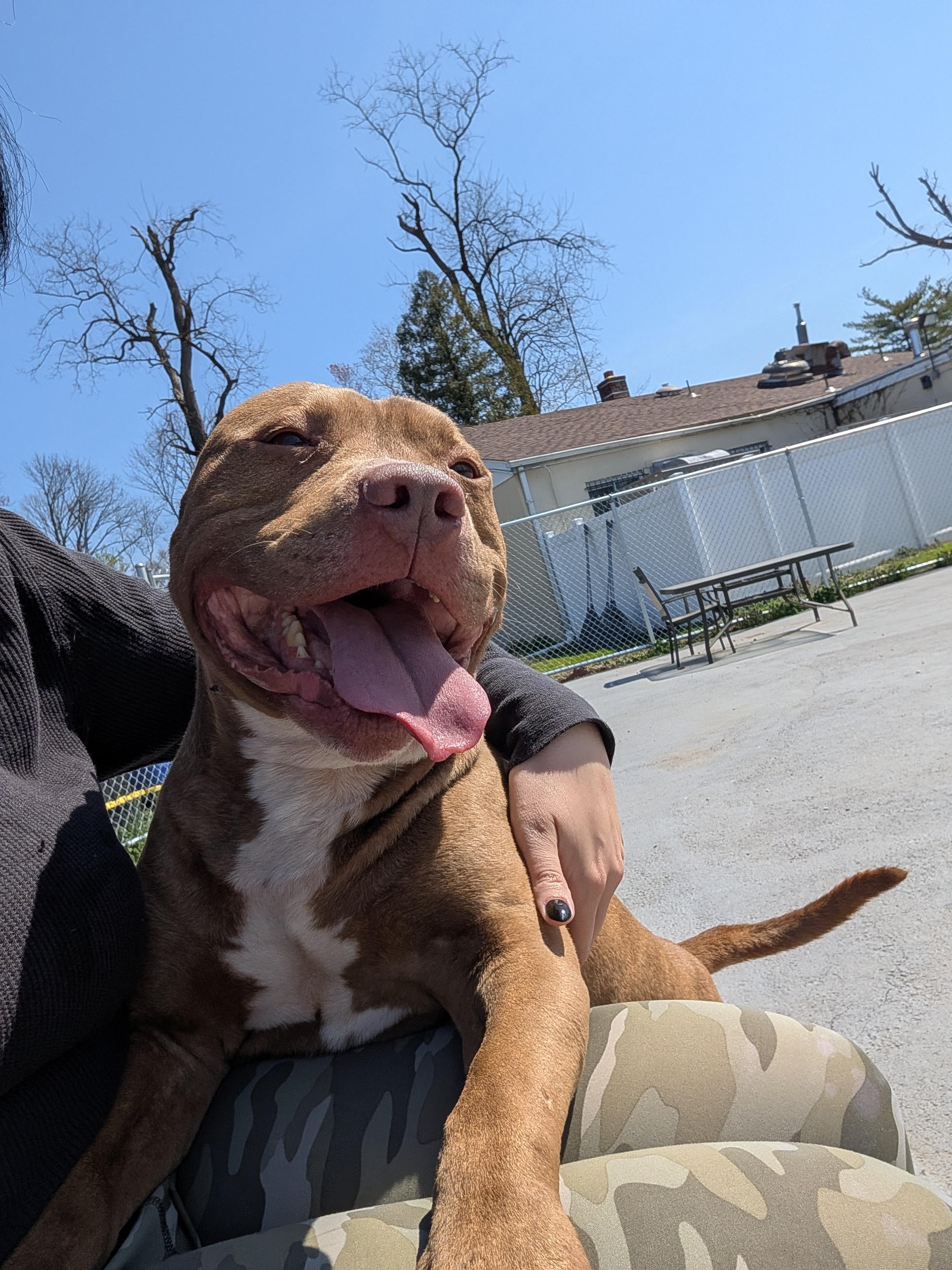 Enlarge Kane, a ADOPTABLE mixed breed in Plainfield, NJ image 4/4