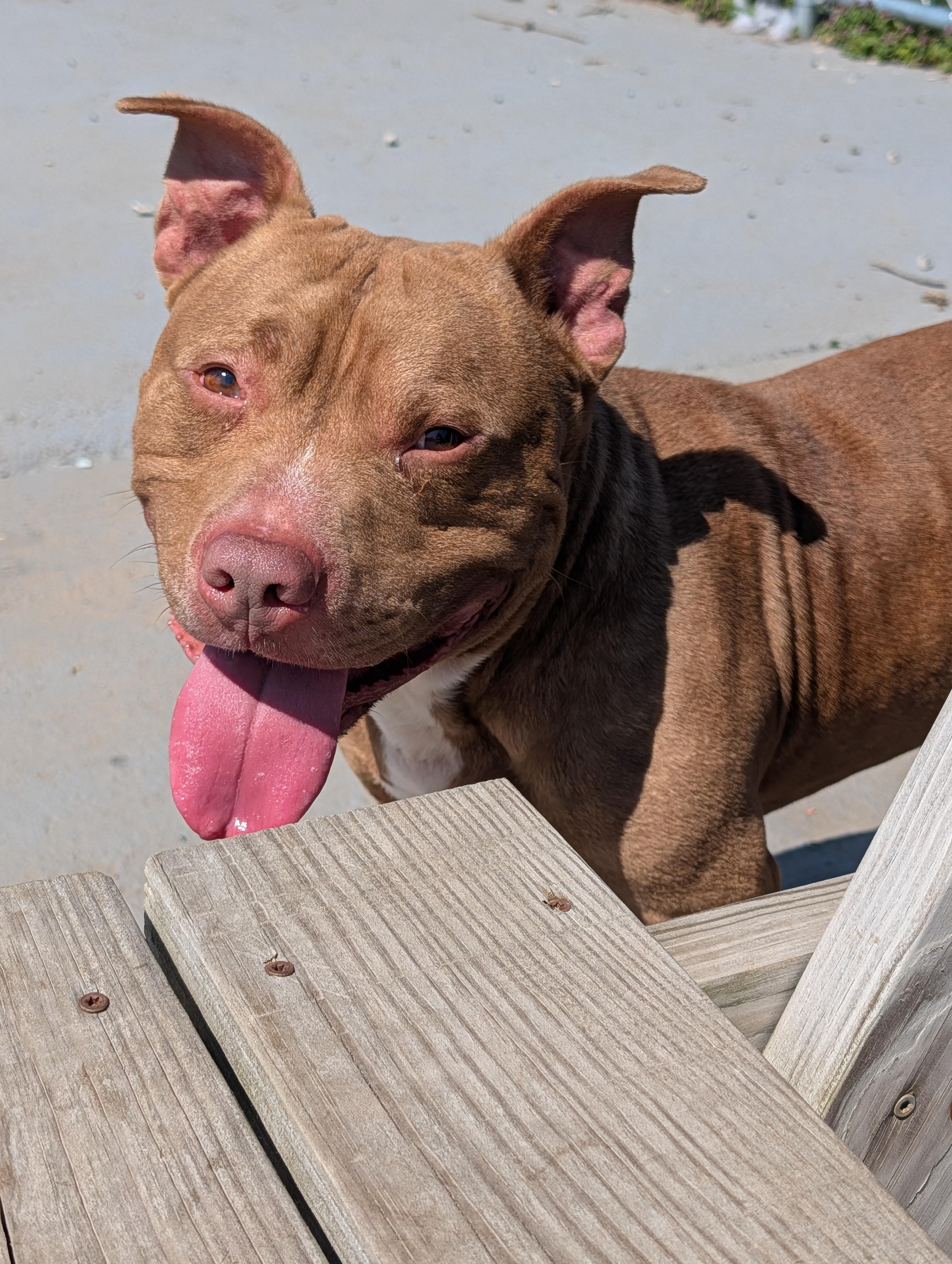Kane, ADOPTABLE, Senior Male Staffordshire Bull Terrier.