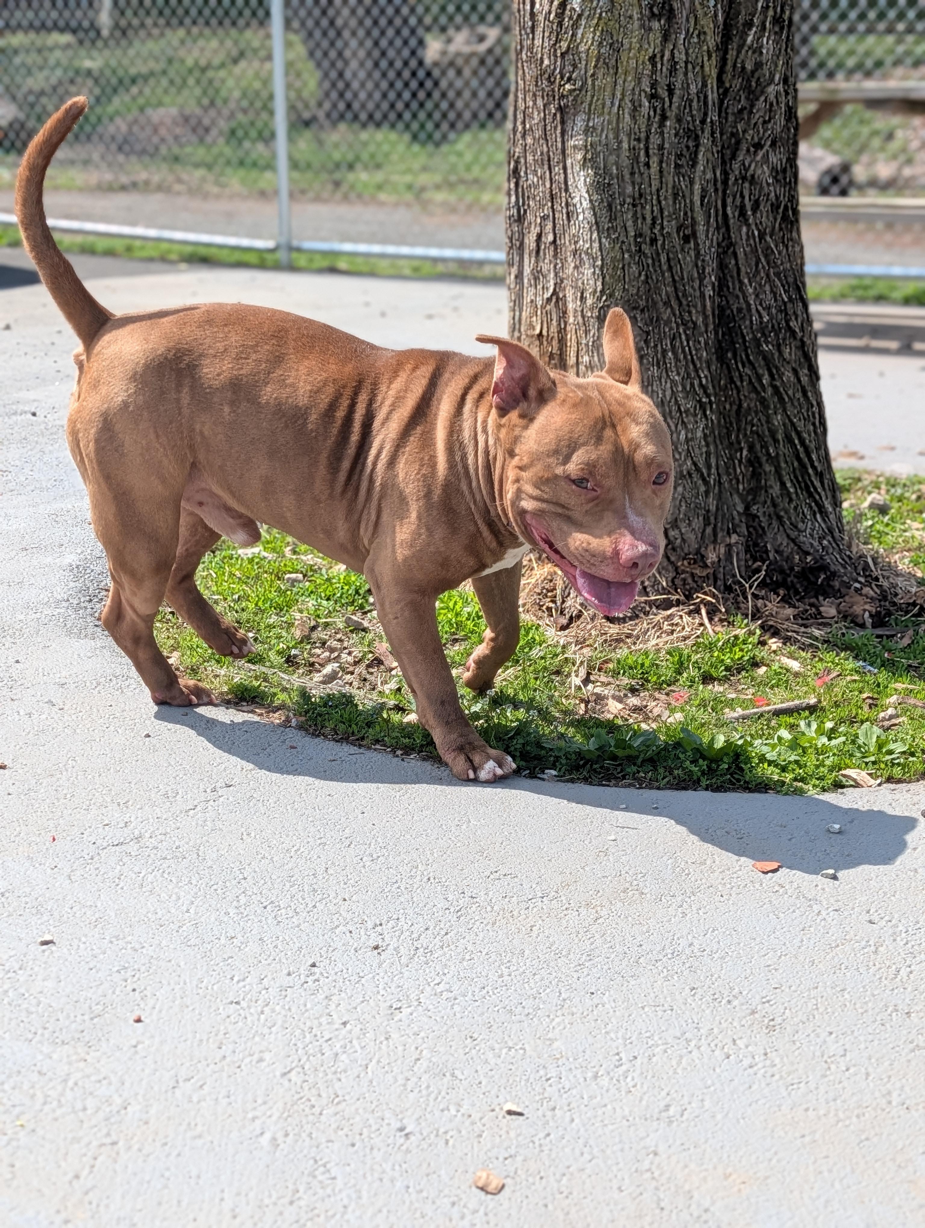 Enlarge Kane, a ADOPTABLE mixed breed in Plainfield, NJ image 2/4