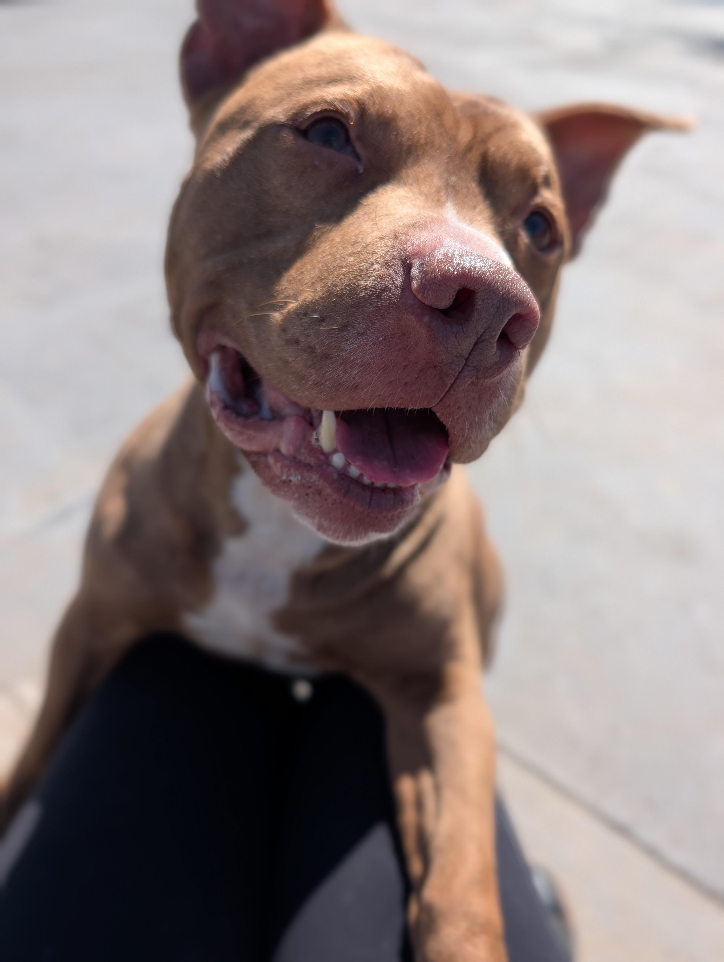 Enlarge Kane, a ADOPTABLE mixed breed in Plainfield, NJ image 3/4