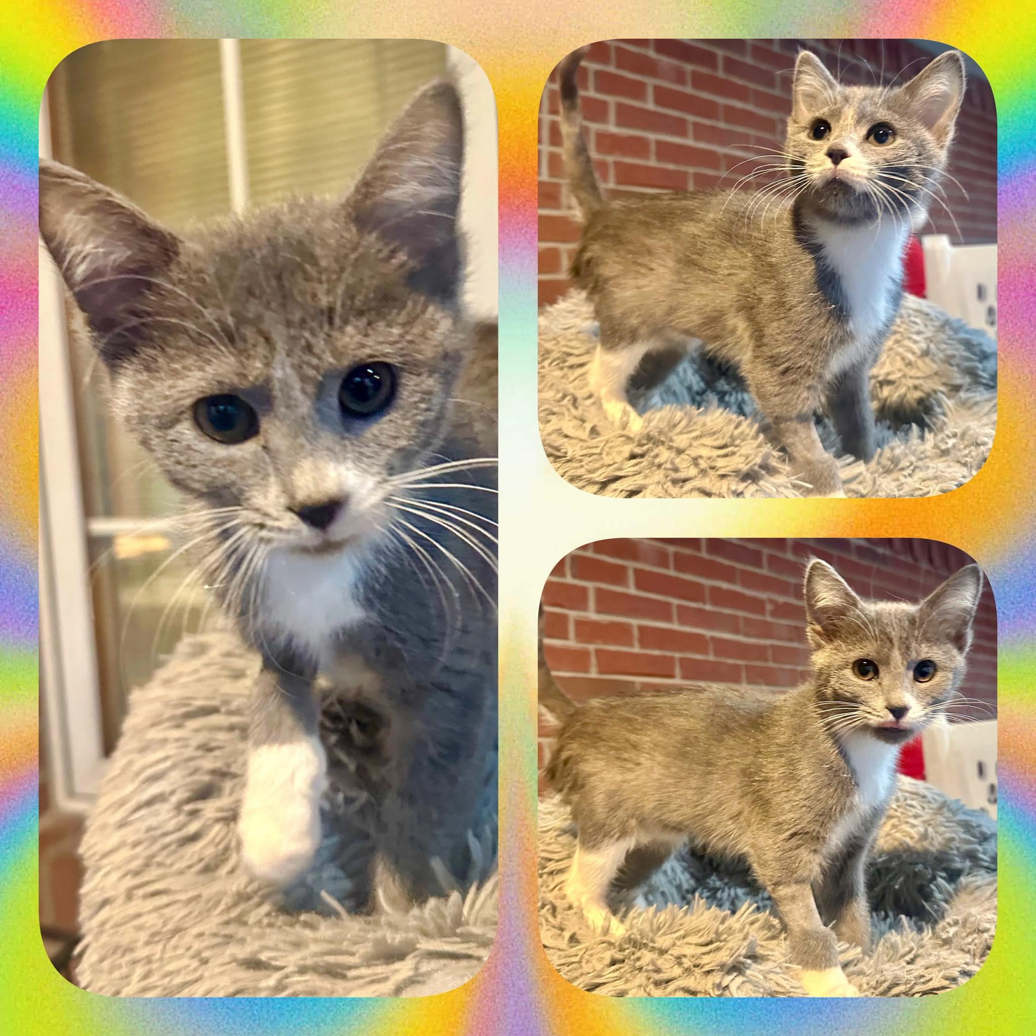 Enlarge Taffy, an adopted Domestic Short Hair in Franklin, IN image 1/1