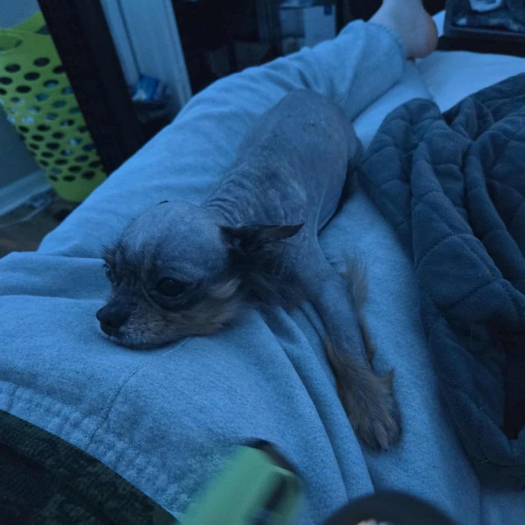 Boo Boo, Adoptable, Senior Male Chihuahua.