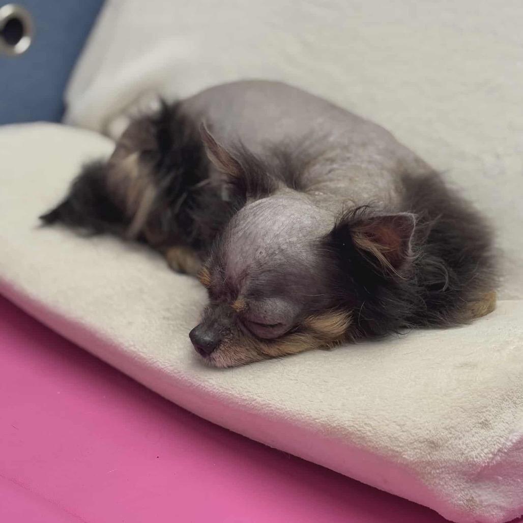 Enlarge Boo Boo, a Adoptable Chihuahua in Lutz, FL image 2/6