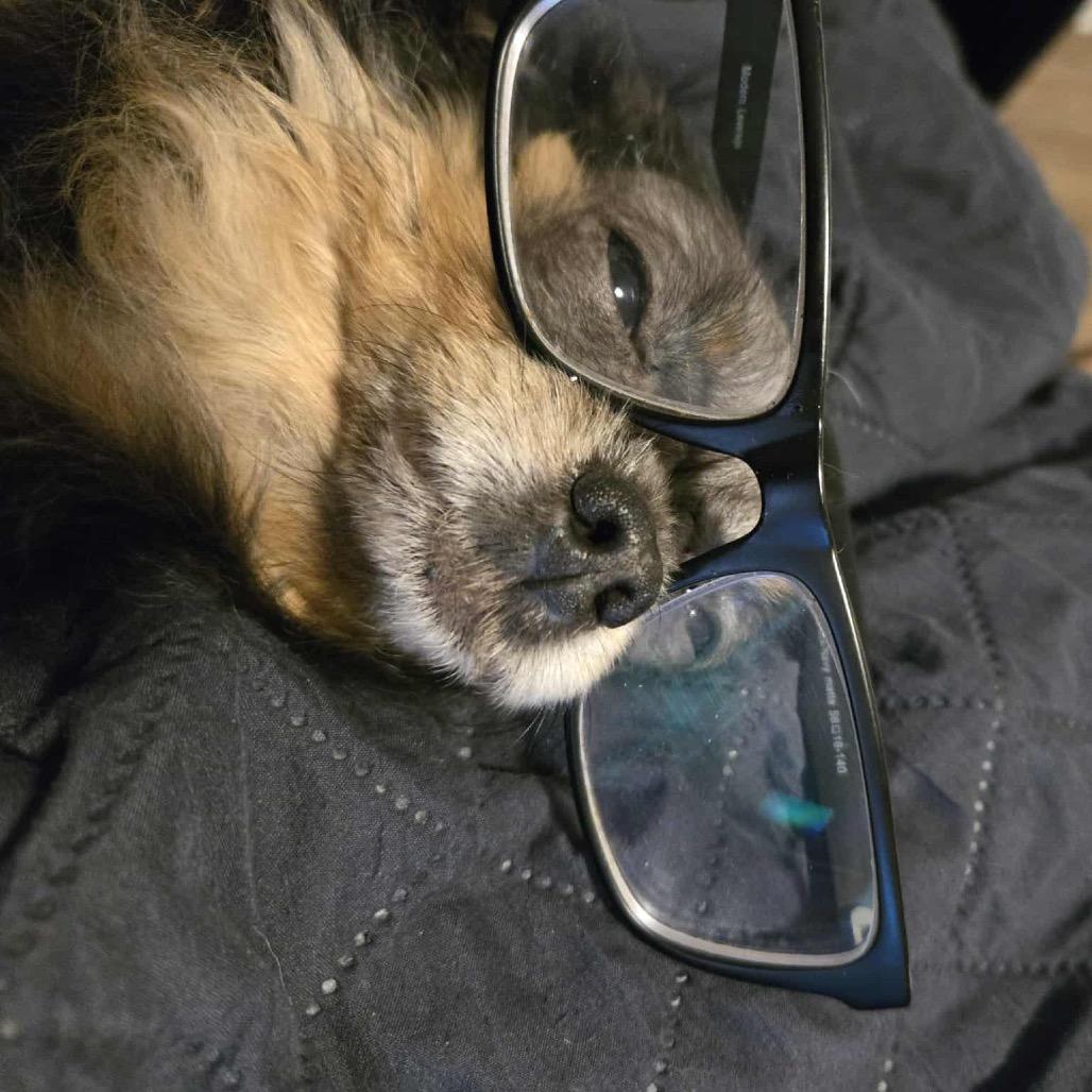 Enlarge Boo Boo, a Adoptable Chihuahua in Lutz, FL image 3/6