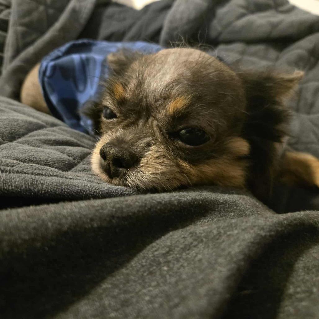 Enlarge Boo Boo, a Adoptable Chihuahua in Lutz, FL image 4/6