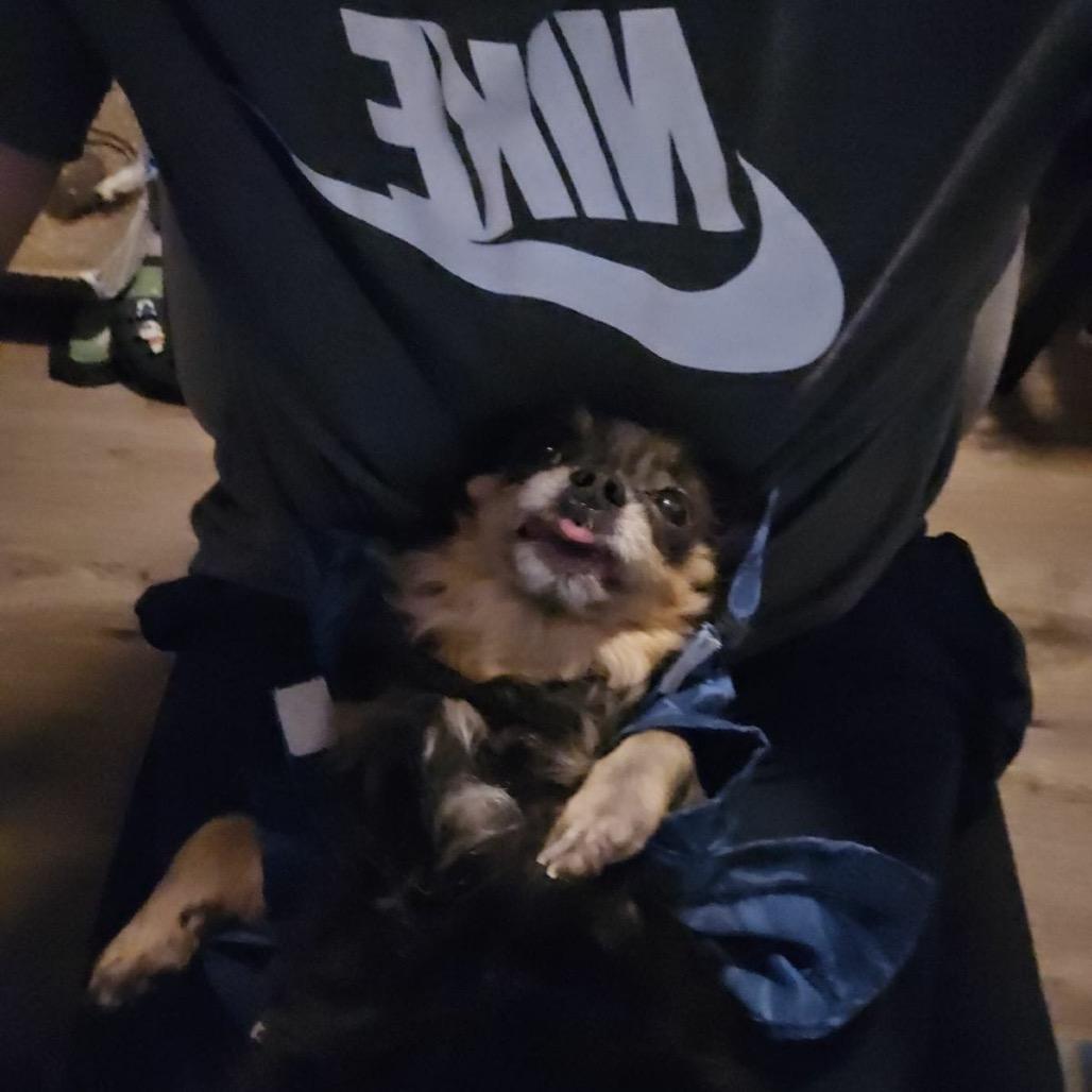 Enlarge Boo Boo, a Adoptable Chihuahua in Lutz, FL image 5/6