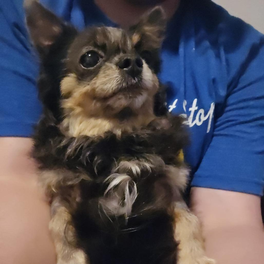 Enlarge Boo Boo, a Adoptable Chihuahua in Lutz, FL image 6/6