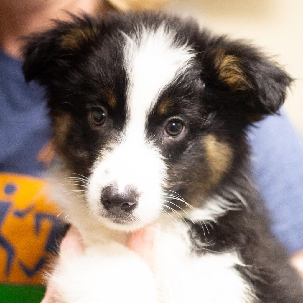 Ace 22140 — thumbnail 2