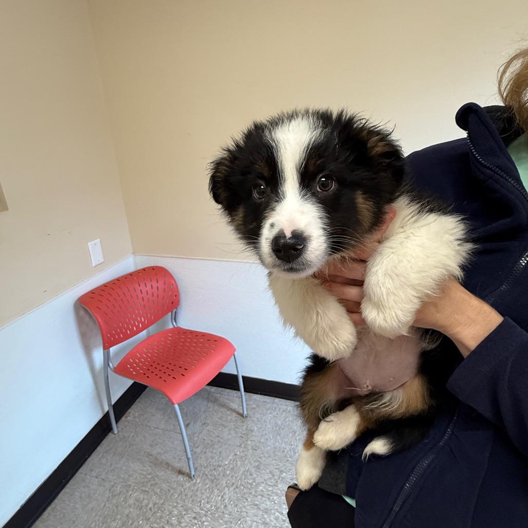 Ace 22140 — thumbnail 3