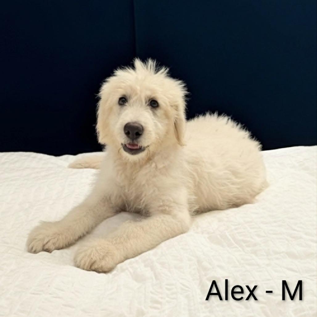Enlarge Alex, a Adoptable mixed breed in Griswold, CT image 1/1